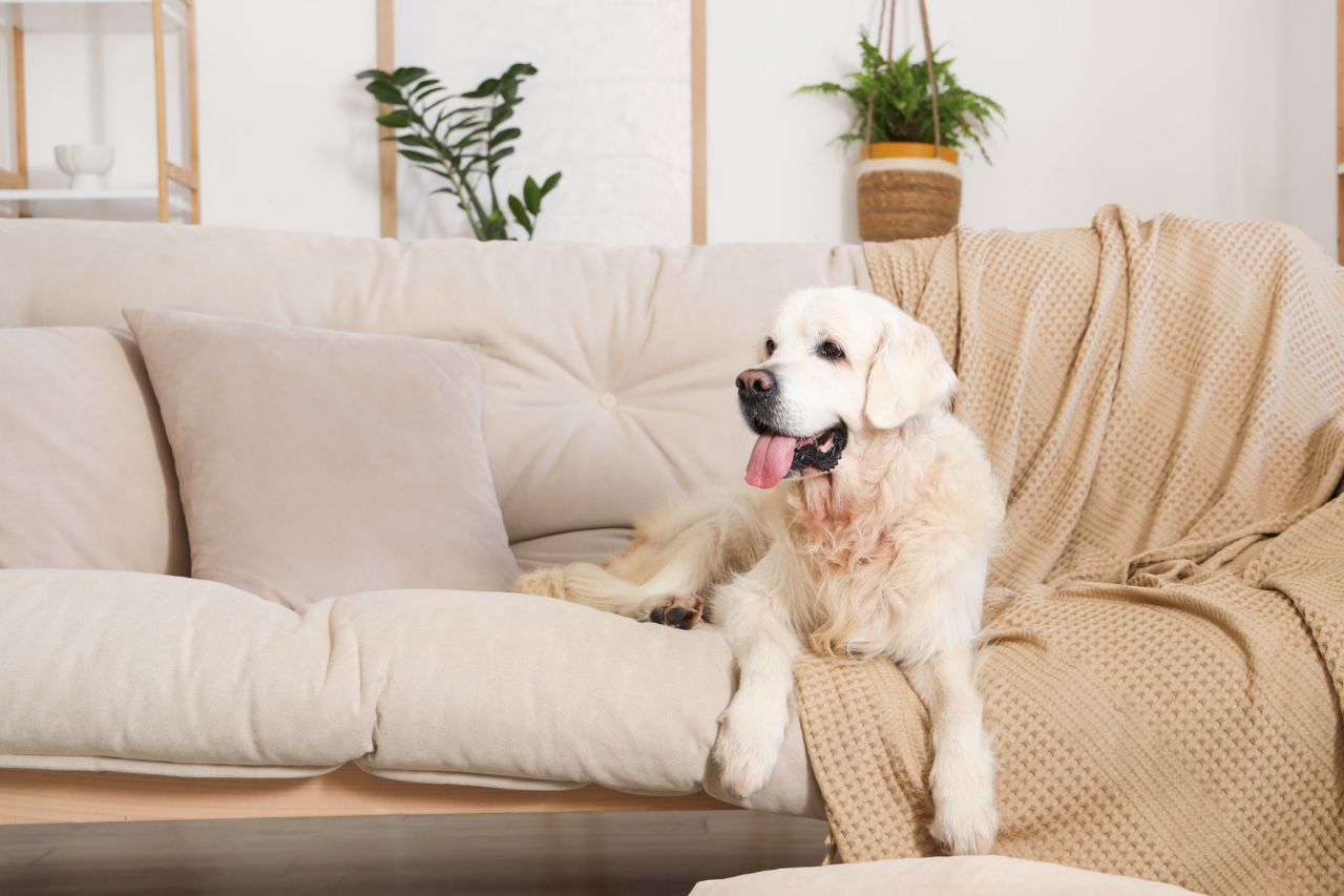 Cachorro grande pode morar em apartamento?