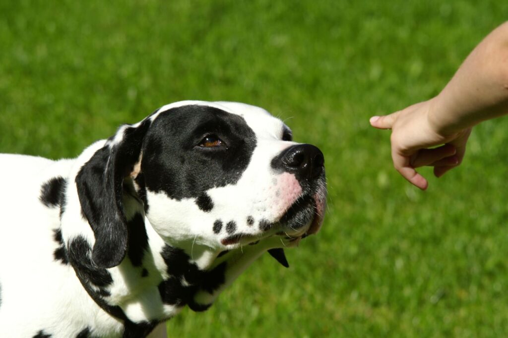 Cuidados com o uso da palavra NÃO com o seu aumigo