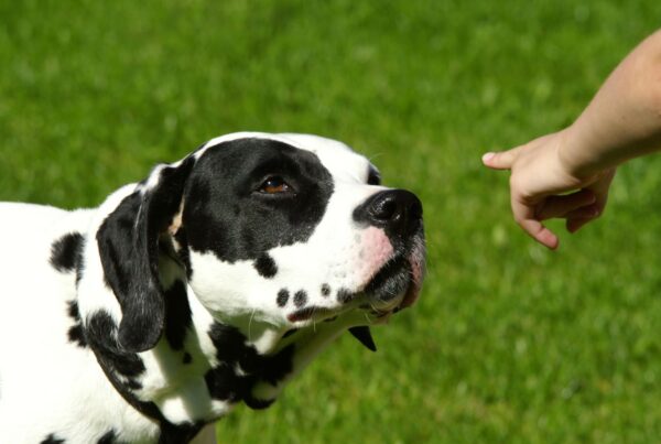 Cuidados com o uso da palavra NÃO com o seu aumigo