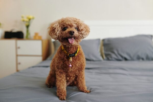 Você já se perguntou se cães podem ter TDAH? Descubra