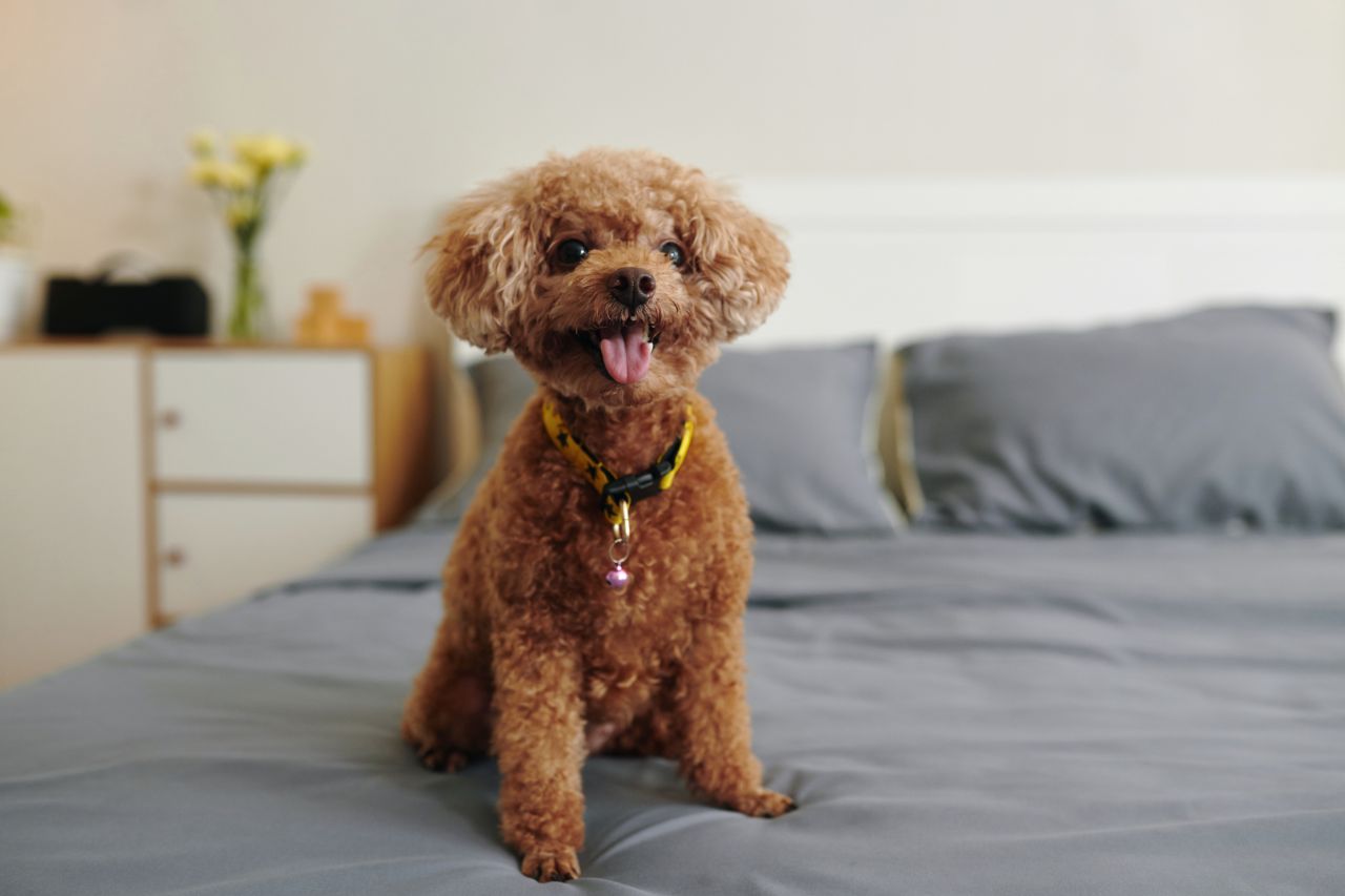 Você já se perguntou se cães podem ter TDAH? Descubra