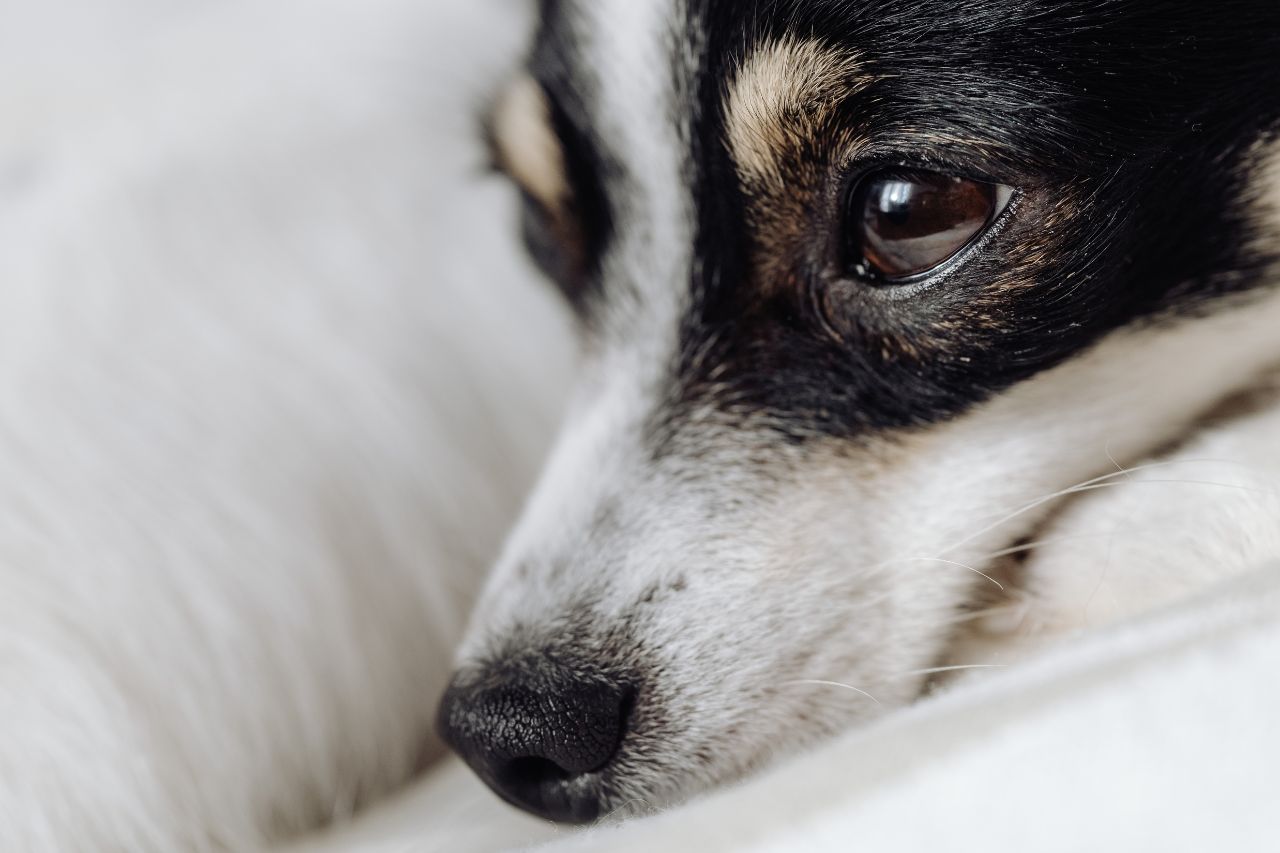 Causas e tratamento da parainfluenza canina