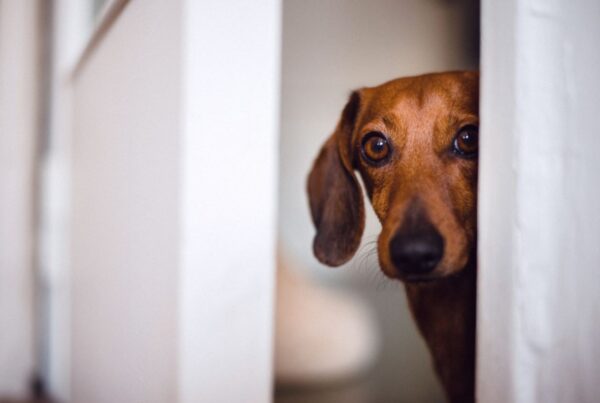 Como brincar com cachorro cego?