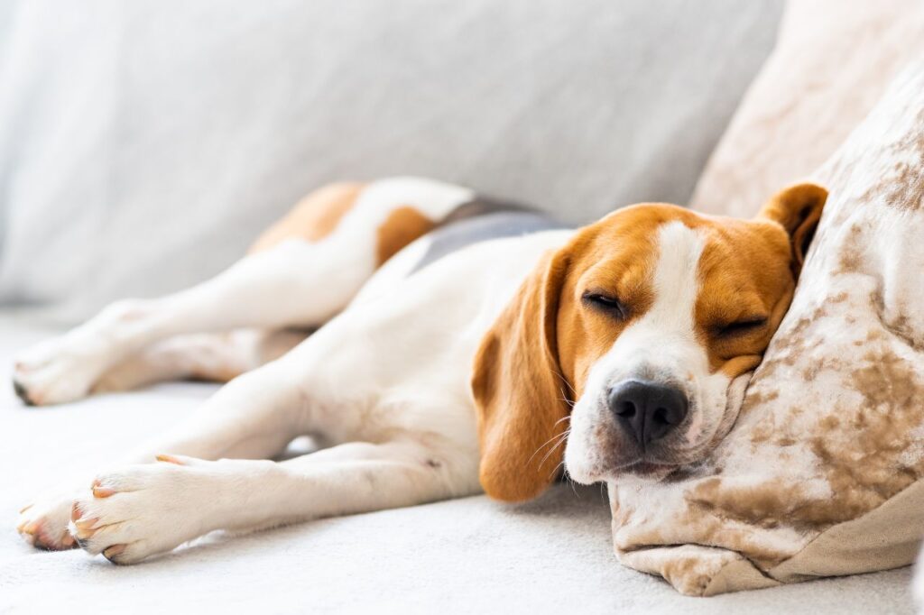 Descubra como incentivar um cachorro preguiçoso