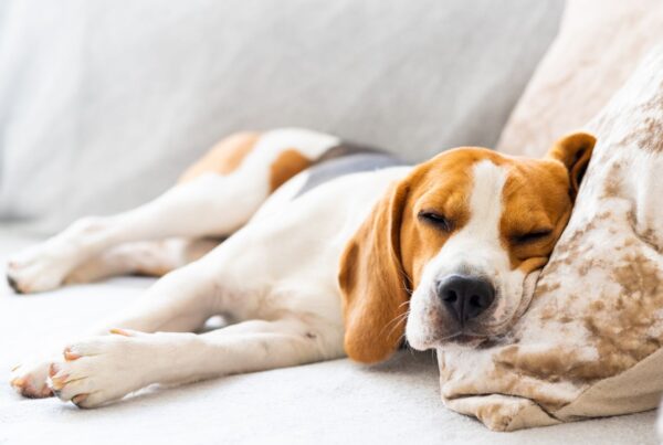 Descubra como incentivar um cachorro preguiçoso