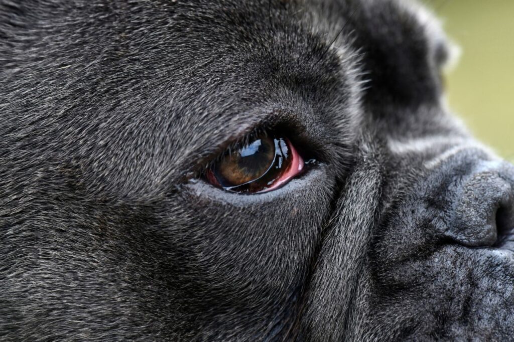Olhos vermelhos e coceira excessiva? Pode ser ceratite canina