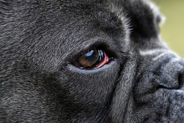 Olhos vermelhos e coceira excessiva? Pode ser ceratite canina
