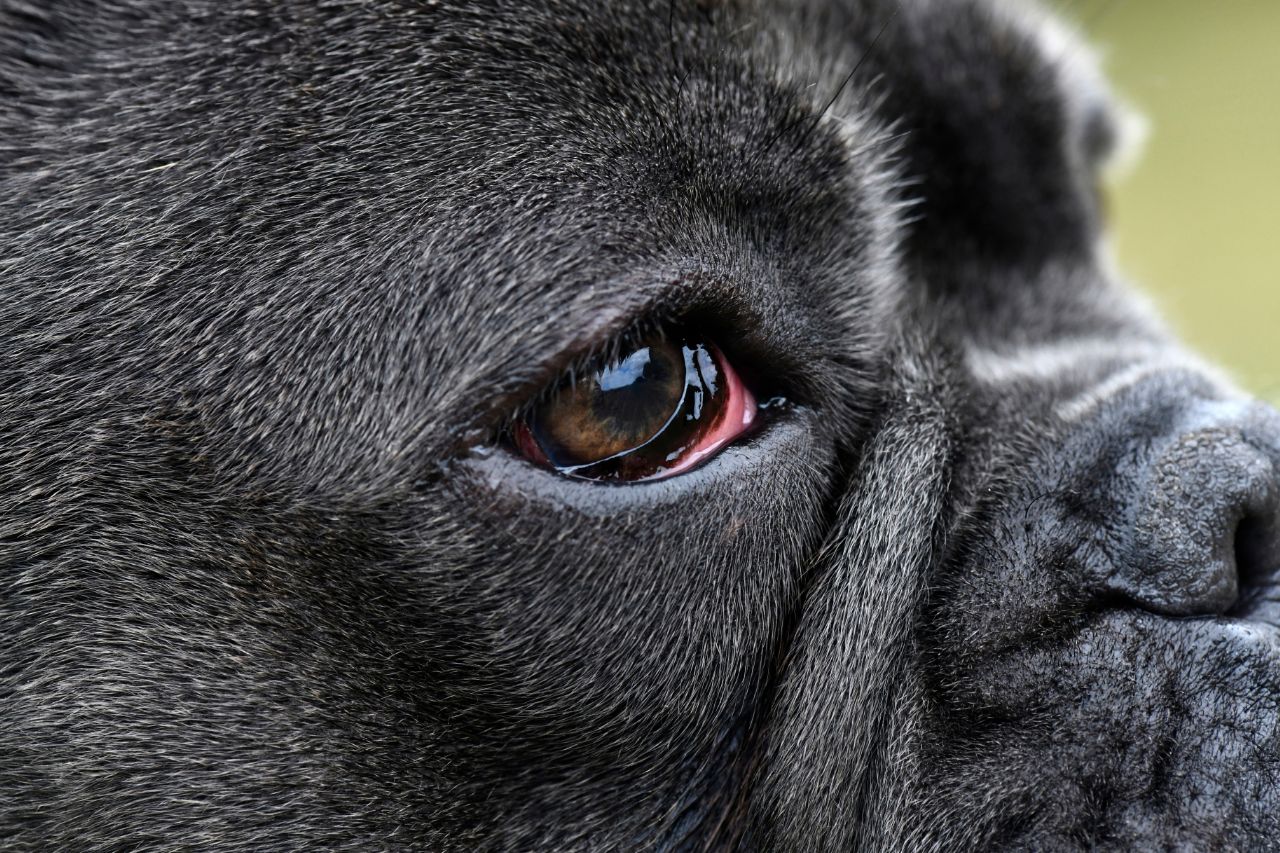Olhos vermelhos e coceira excessiva? Pode ser ceratite canina