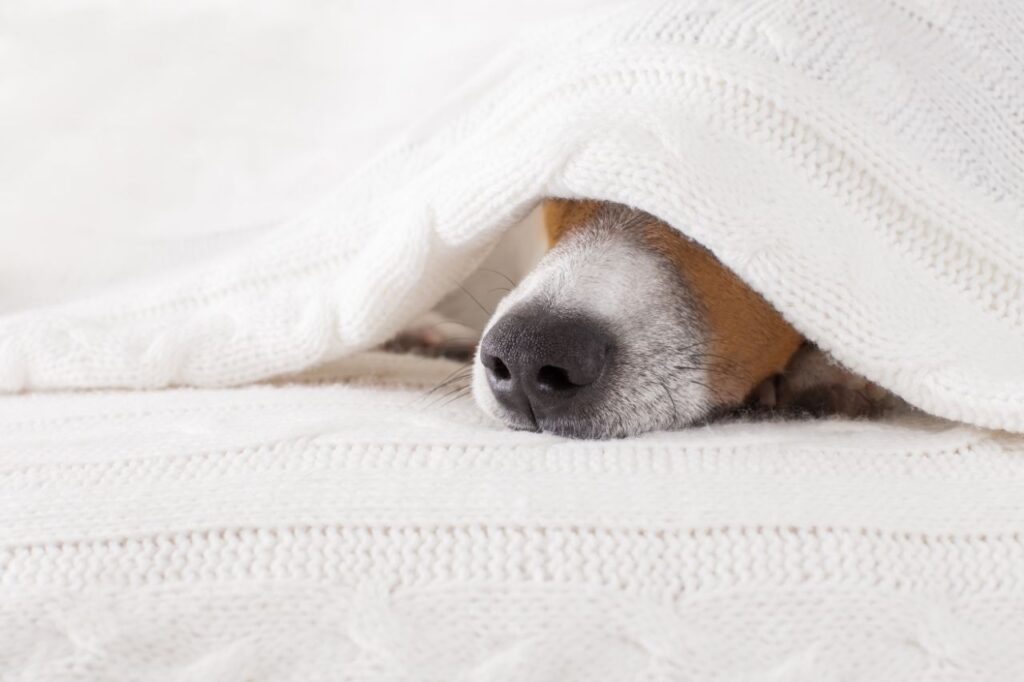 Pancreatite canina: uma inflamação que é um problemão
