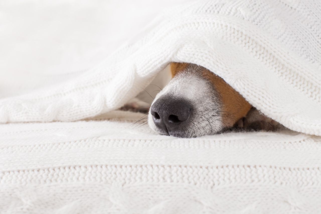 Pancreatite canina: uma inflamação que é um problemão