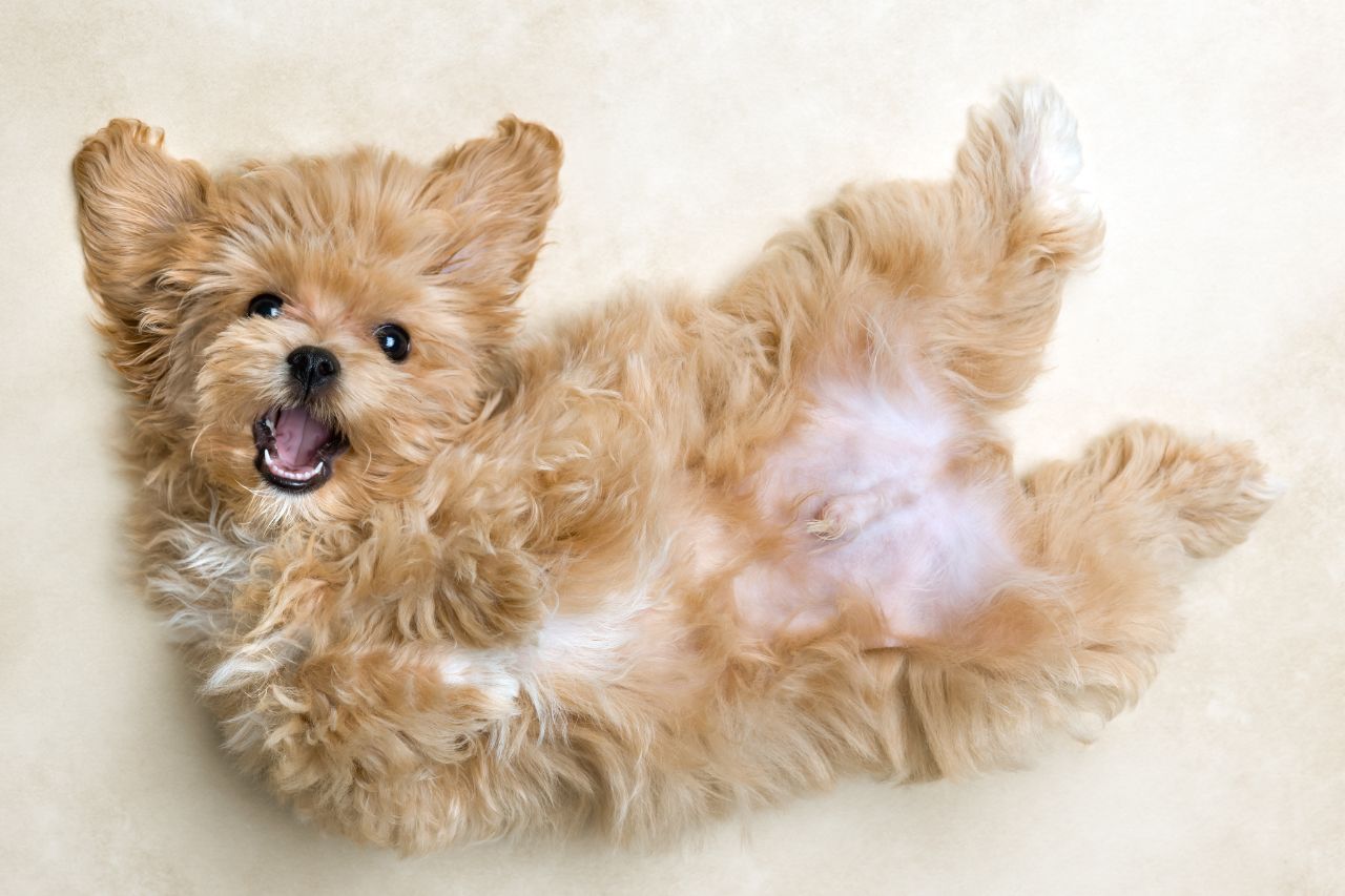 Saiba como a gastroenterite canina afeta o bem-estar do dog