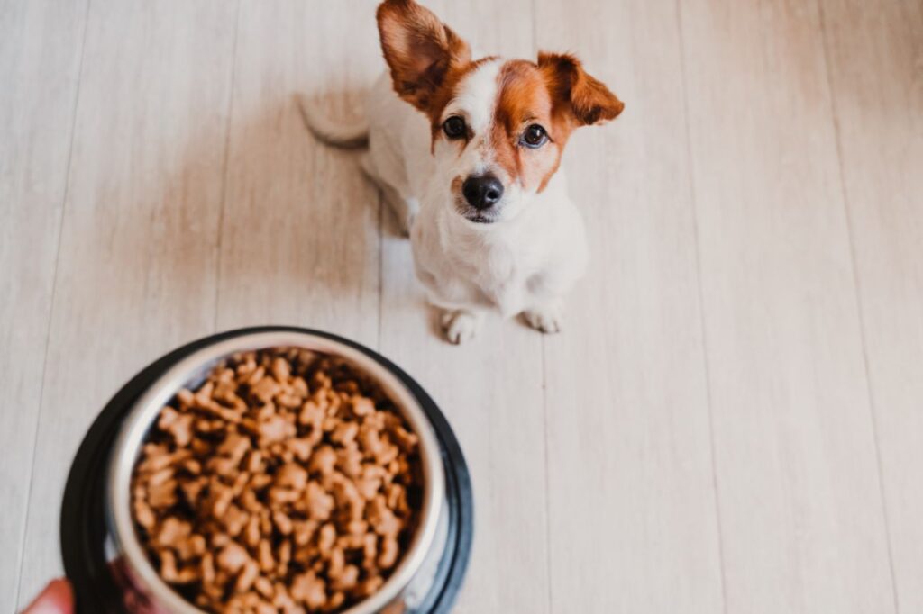Tutores, preparem-se para aprender a decifrar os rótulos das rações para cães