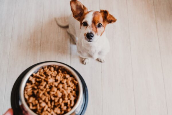 Tutores, preparem-se para aprender a decifrar os rótulos das rações para cães