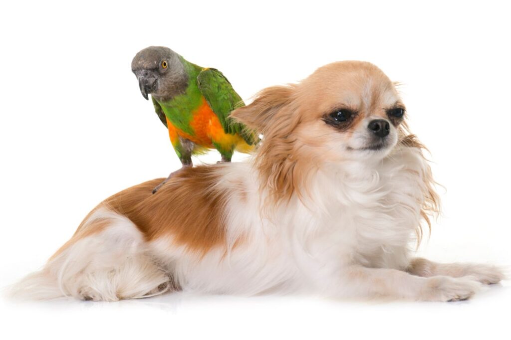 Amizade pet: dicas para fortalecer a amizade entre cães e aves