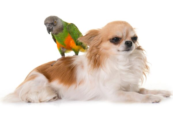 Amizade pet: dicas para fortalecer a amizade entre cães e aves