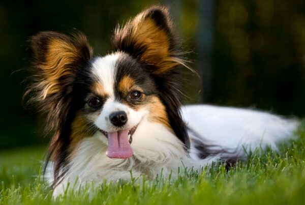 Apaixone-se pelos menores cachorros do mundo