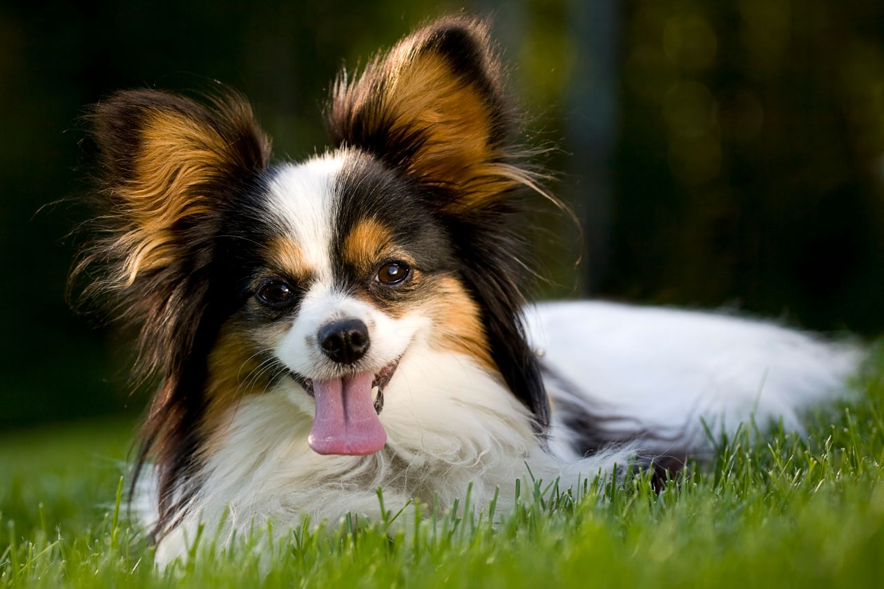 Apaixone-se pelos menores cachorros do mundo