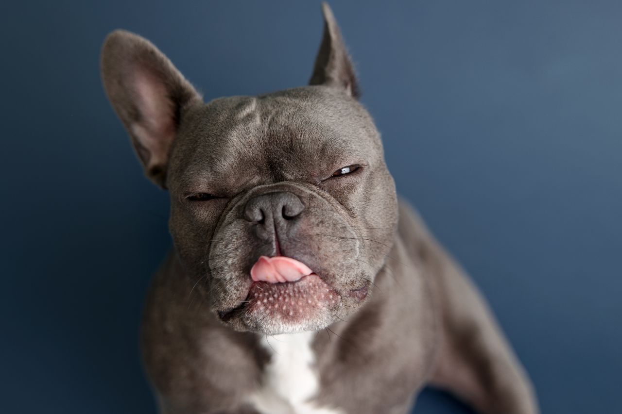 Cães braquicefálicos: raças e cuidados essenciais