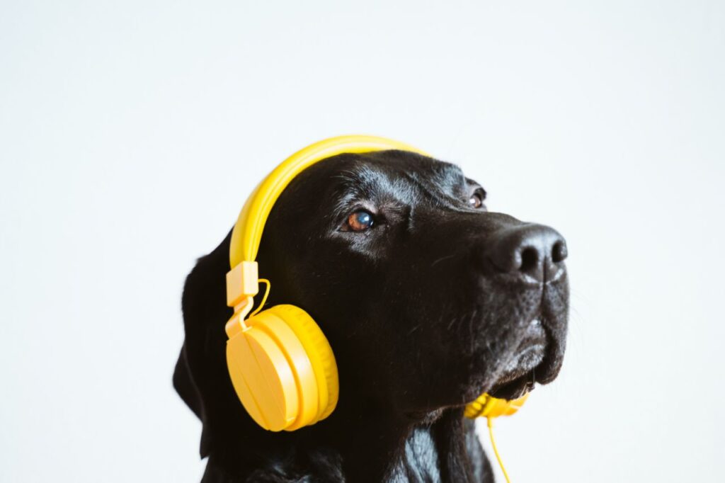 Os benefícios da musicoterapia para cães