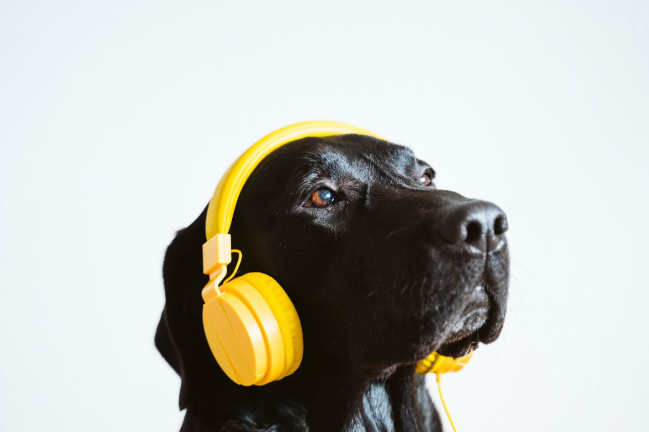 Os benefícios da musicoterapia para cães