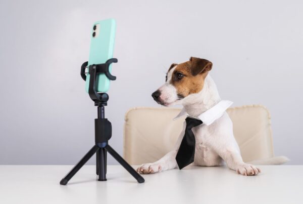 Pets influencers e o encanto que ninguém consegue resistir