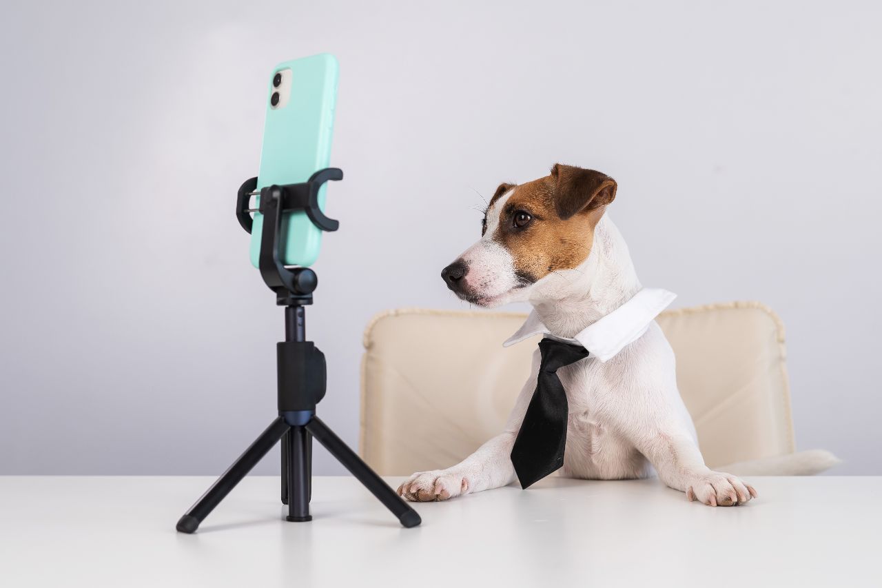 Pets influencers e o encanto que ninguém consegue resistir