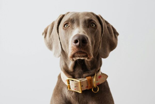 Raça Weimaraner: conheça esse dog simpático, enérgico e atlético