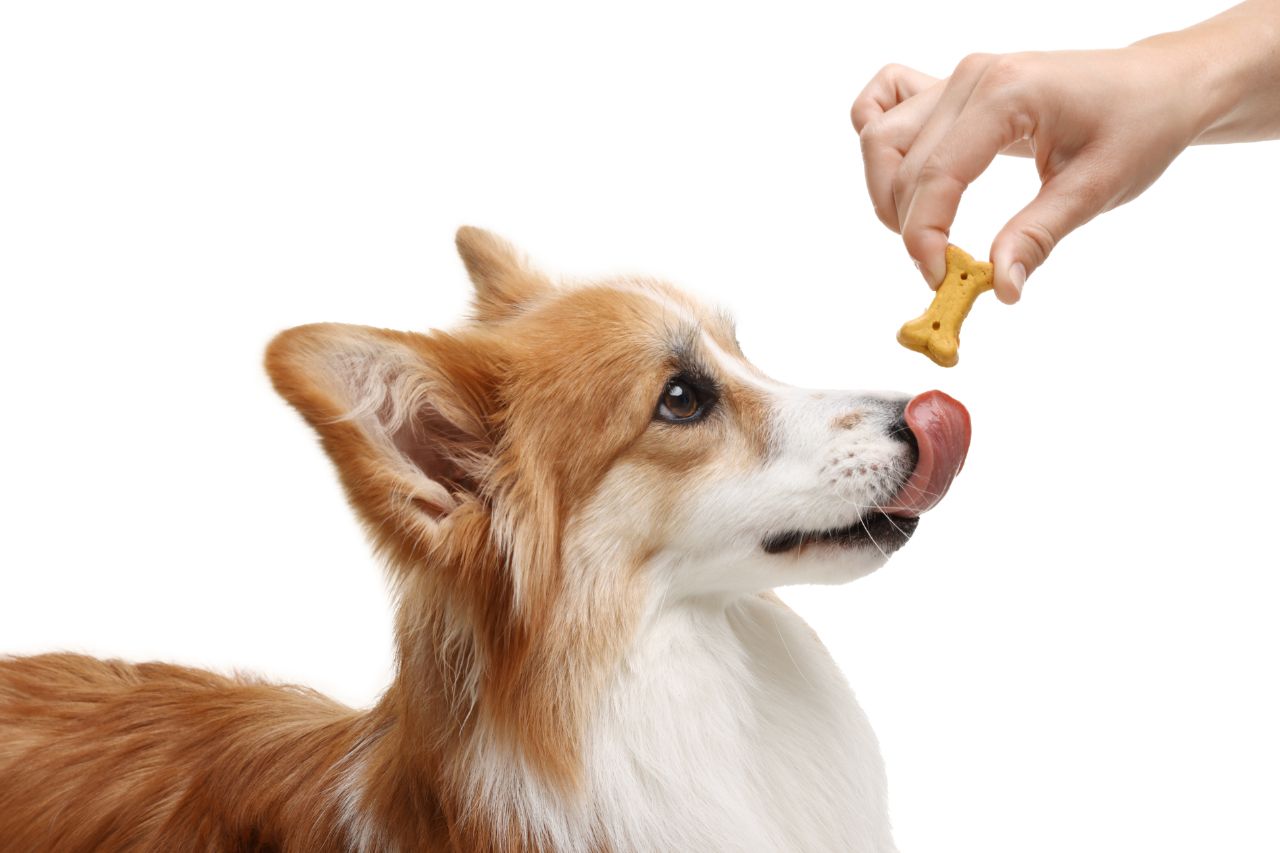 Suplementos para cães: quando eles são necessários?