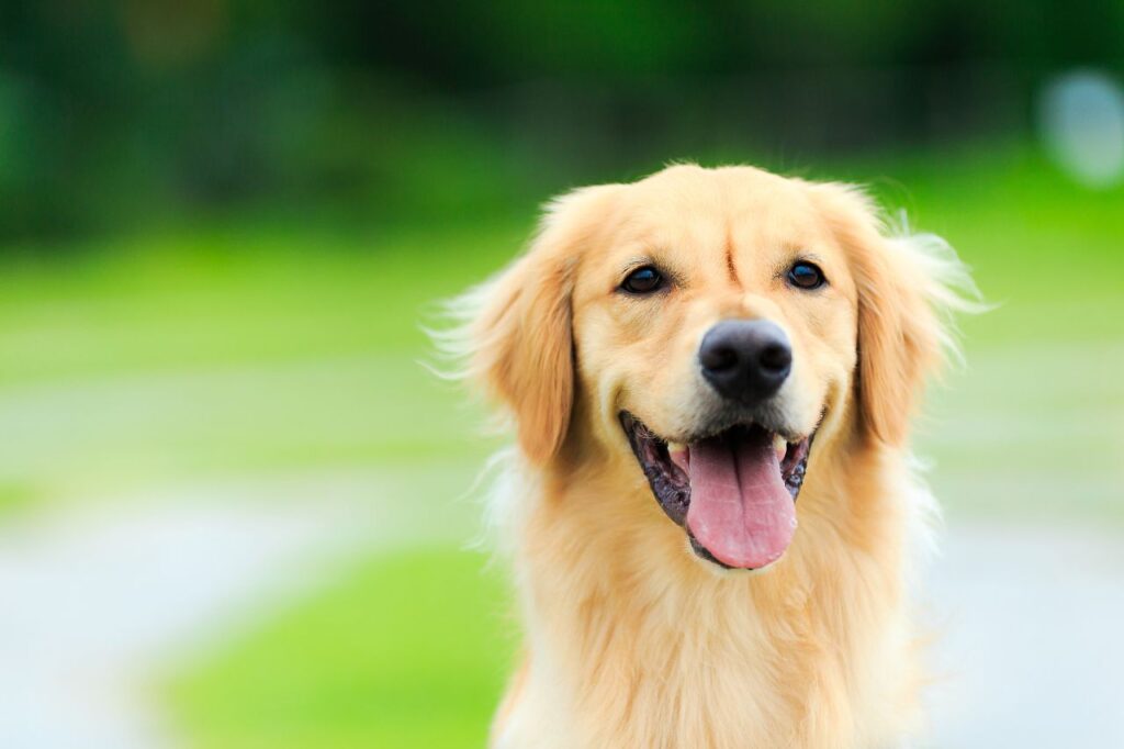 5 coisas que você precisa saber antes de ter um Golden Retriever
