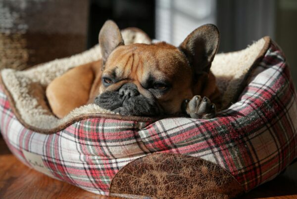 5 tipos de camas para cachorro