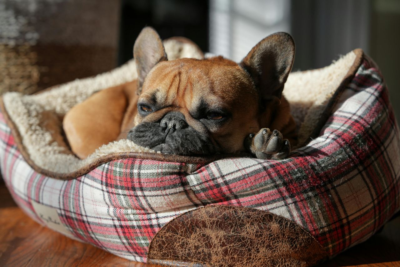5 tipos de camas para cachorro