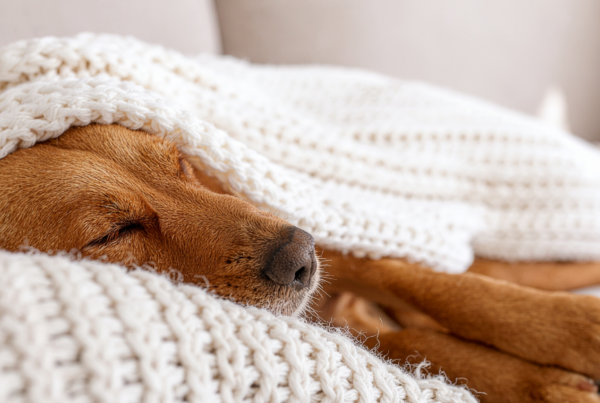 Dipirona é segura para cães?
