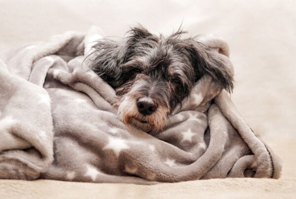 Frio perigoso: sinais de hipotermia canina