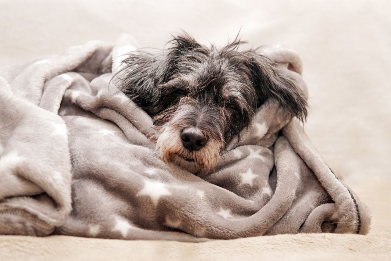 Frio perigoso: sinais de hipotermia canina