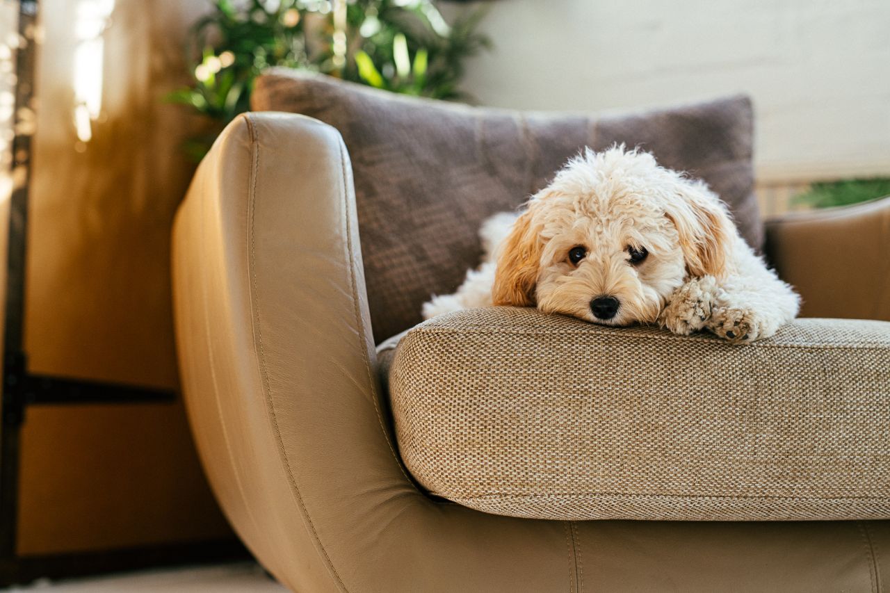 Hipotireoidismo em cães: sinais, diagnóstico e como cuidar do dog