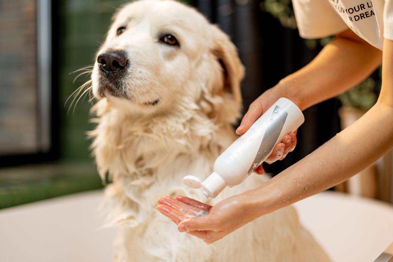 O shampoo clareador é seguro para dogs?