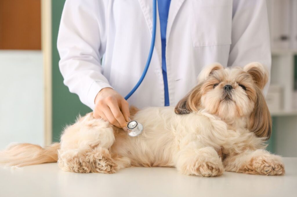 Tosse, cansaço e alerta ligado: quando pode ser broncopneumonia canina?