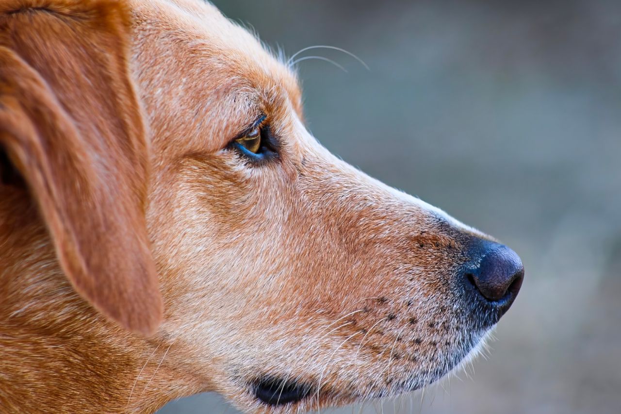 Viva a ciência! Estudo ajuda a identificar a possibilidade de mastocitoma canino